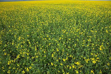 《家园3》PC版配置需求公布 需要40GB硬盘空间